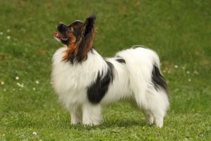 billy2_passig_gemacht