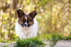 Borgos Sommernachtstraum Sidney